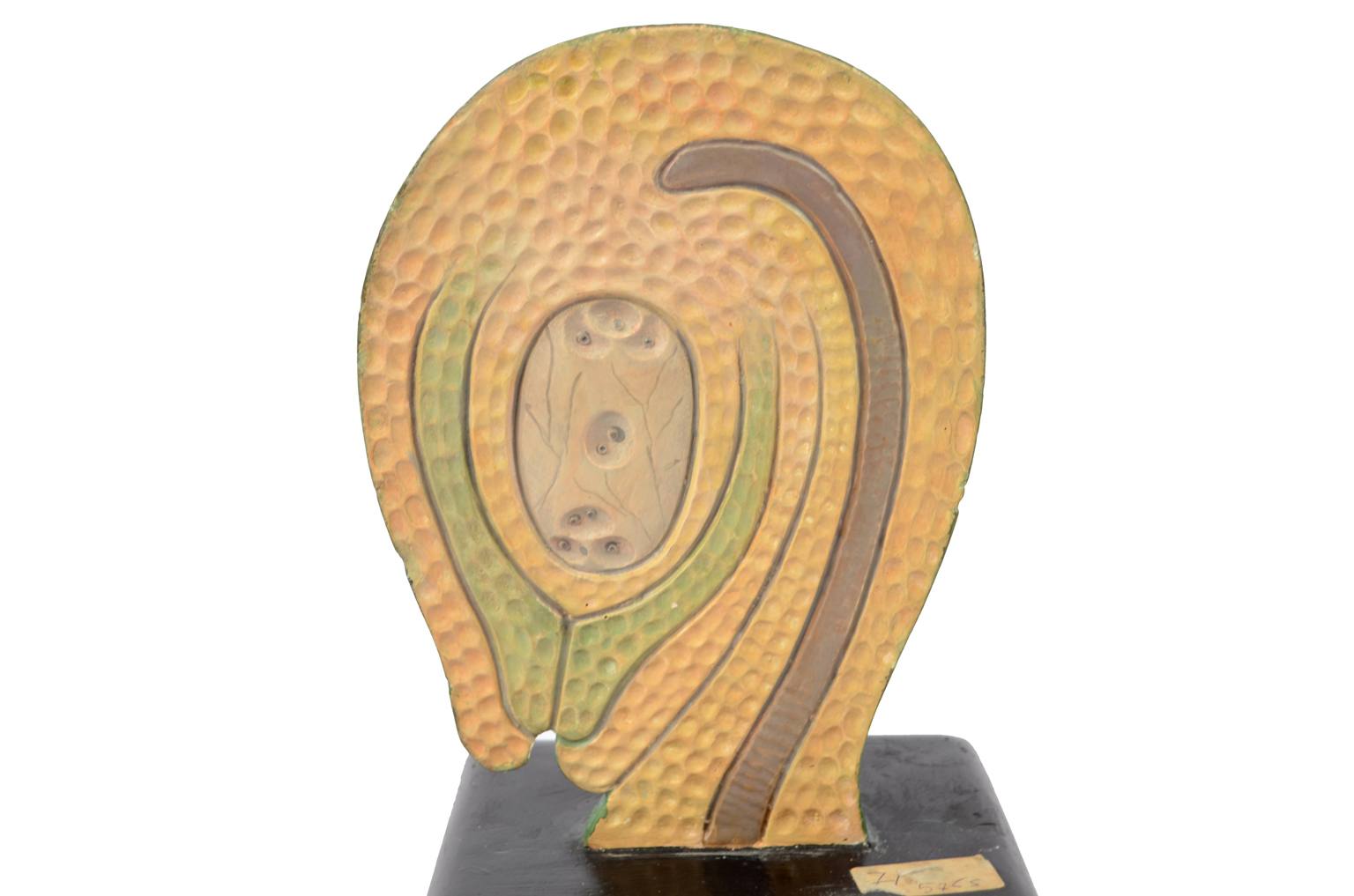 Natural history/6106-Syconium 1930