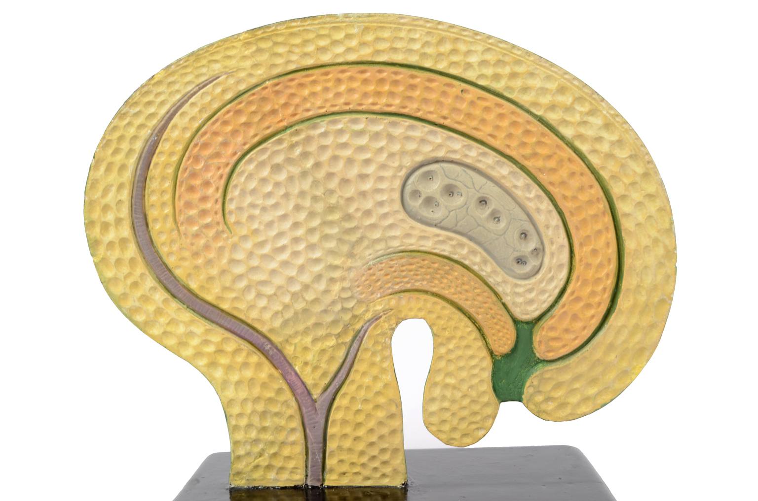 Natural history/61062-Syconium 1930