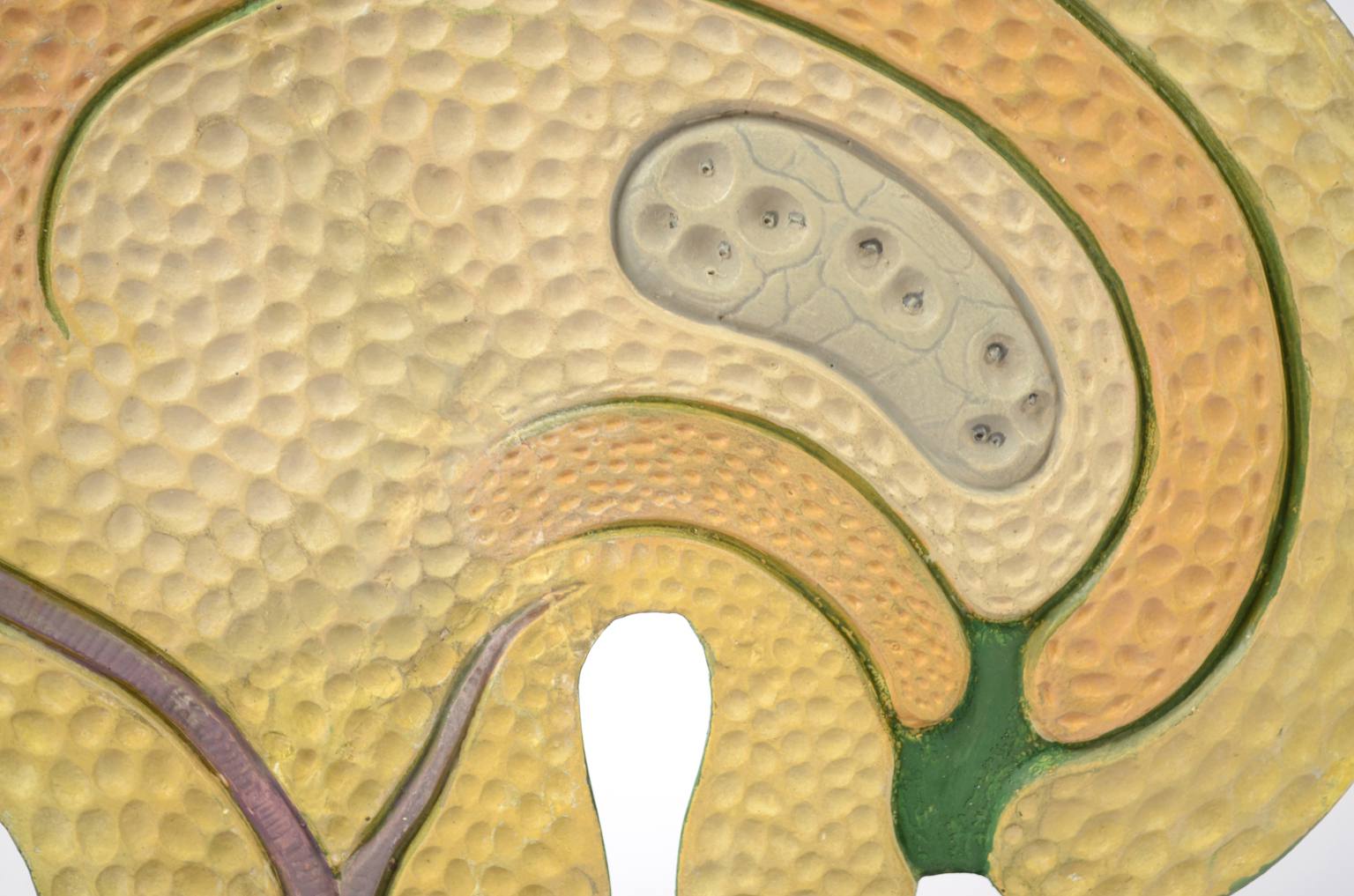 Natural history/61062-Syconium 1930