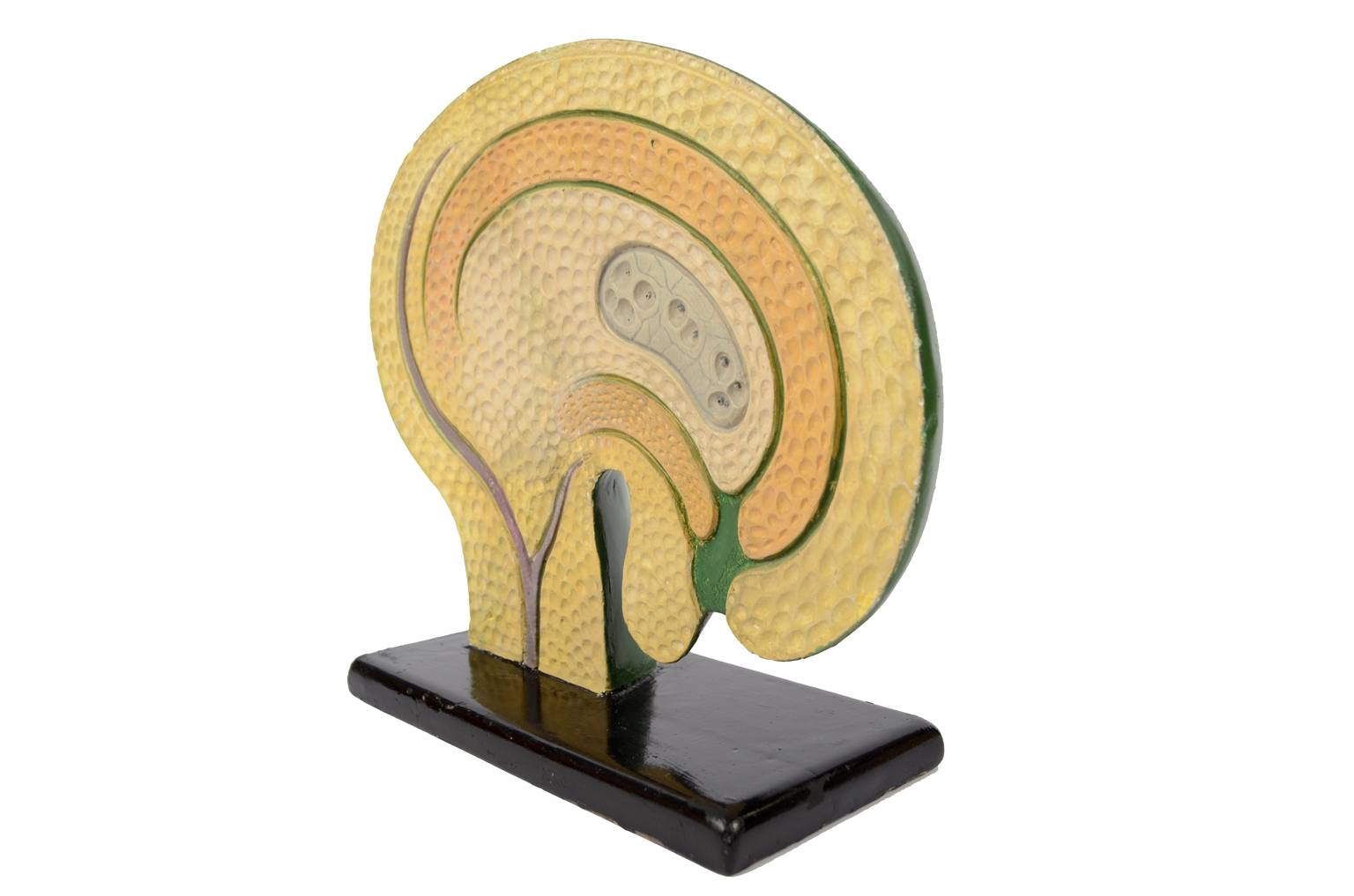 Natural history/61062-Syconium 1930