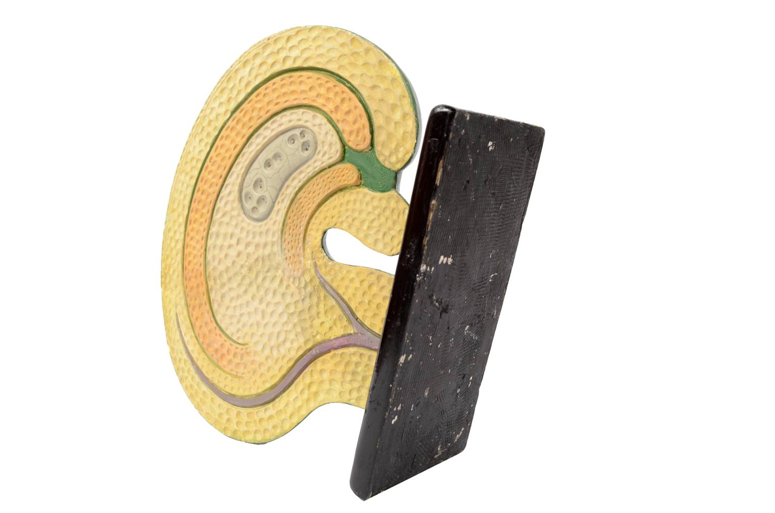 Natural history/61062-Syconium 1930