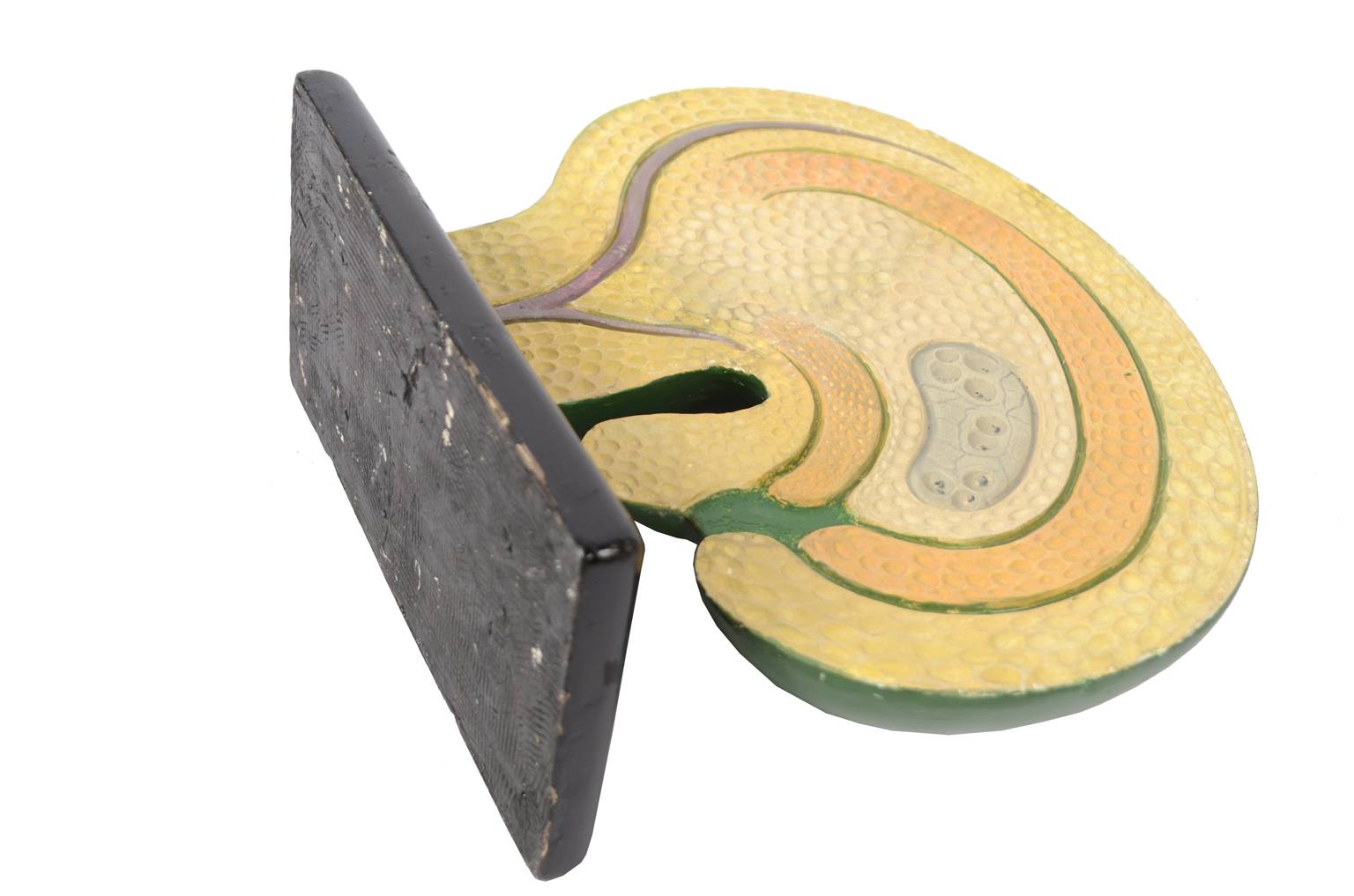 Natural history/61062-Syconium 1930