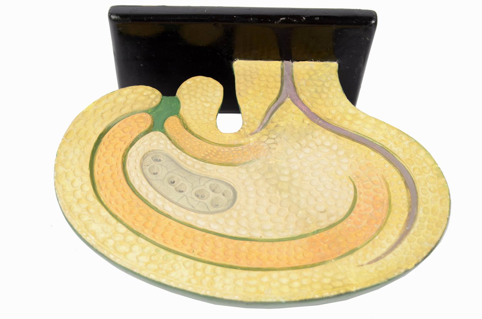 Natural history/61062-Syconium 1930