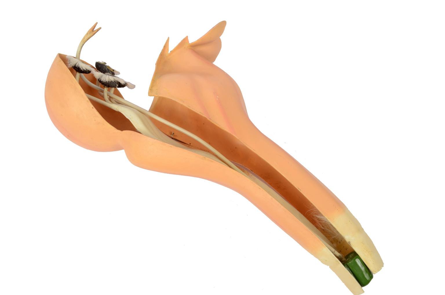 Natural history/6108-Lamium purpureum