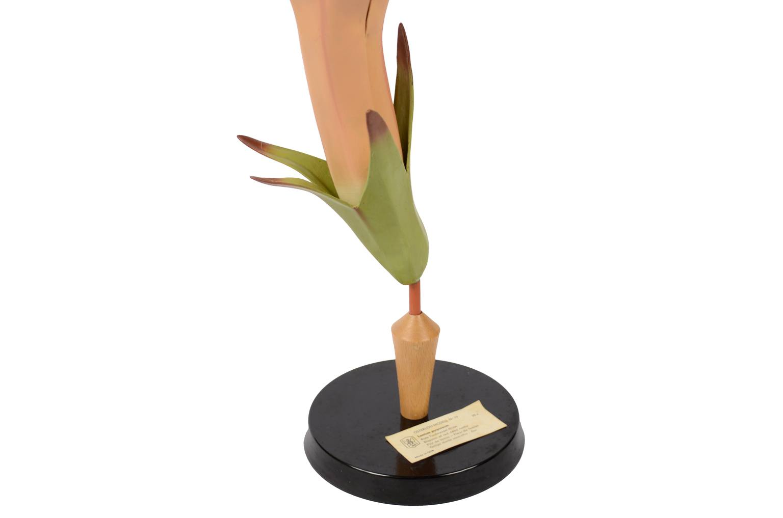 Natural history/6108-Lamium purpureum