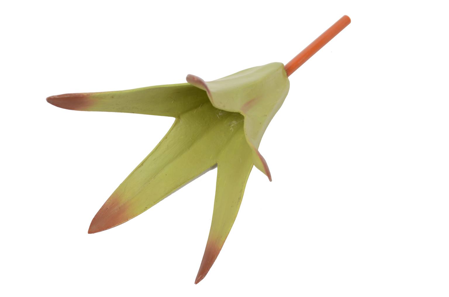 Natural history/6108-Lamium purpureum