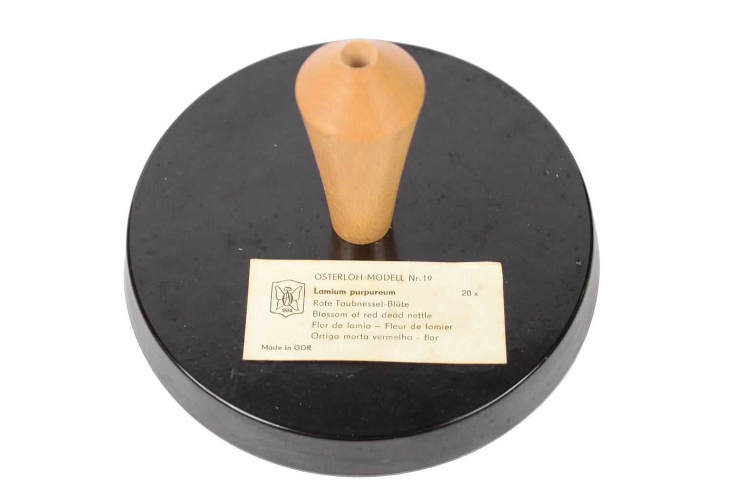 Natural history/6108-Lamium purpureum