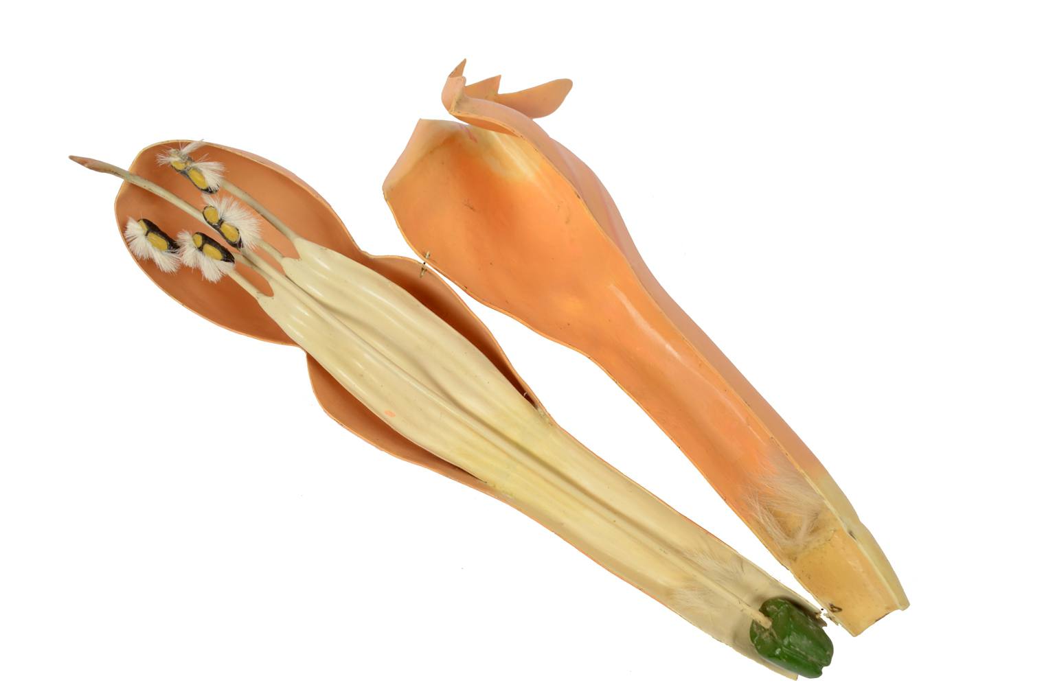 Natural history/6108-Lamium purpureum