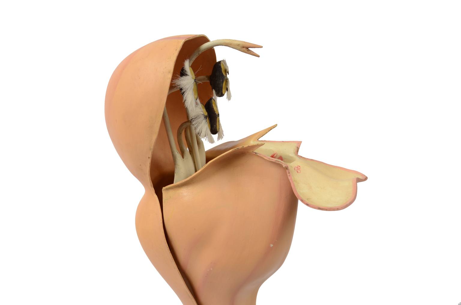 Natural history/6108-Lamium purpureum