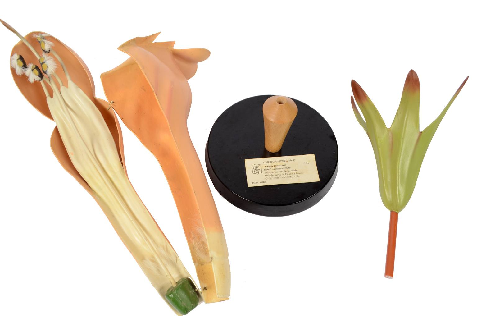 Natural history/6108-Lamium purpureum