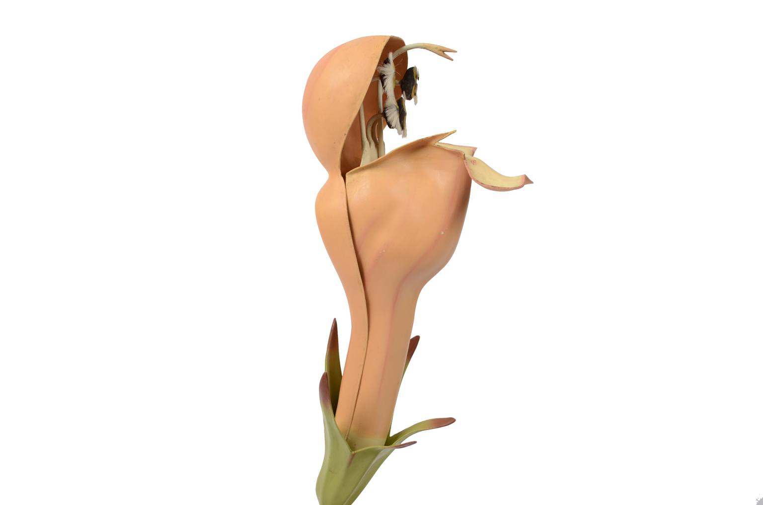 Natural history/6108-Lamium purpureum