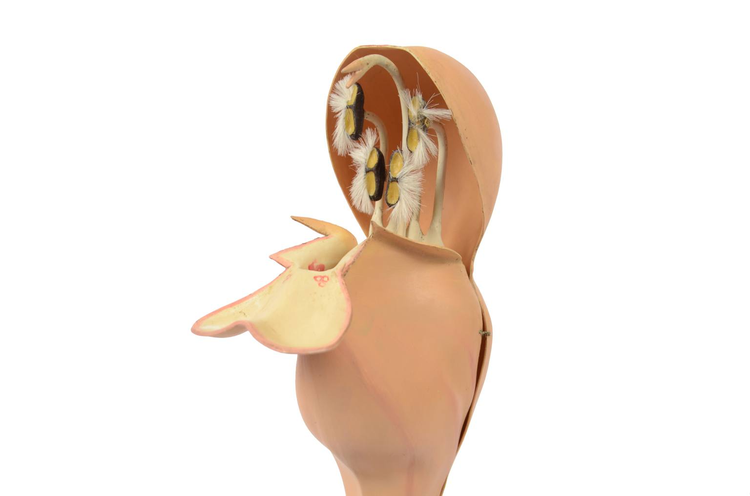 Natural history/6108-Lamium purpureum