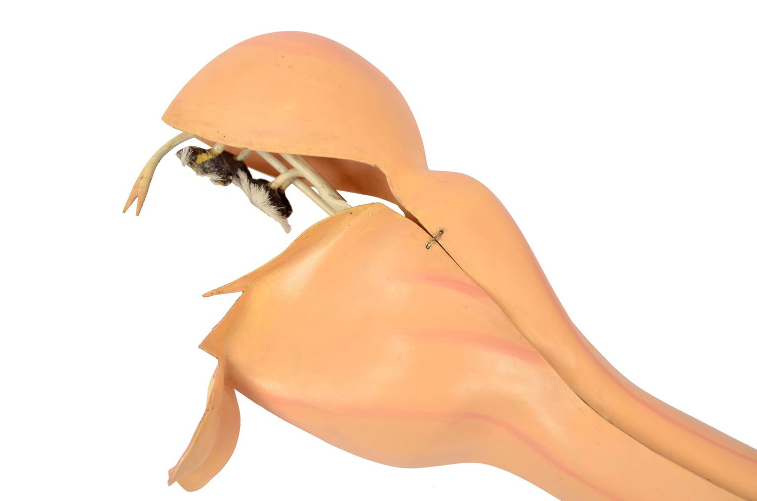 Natural history/6108-Lamium purpureum