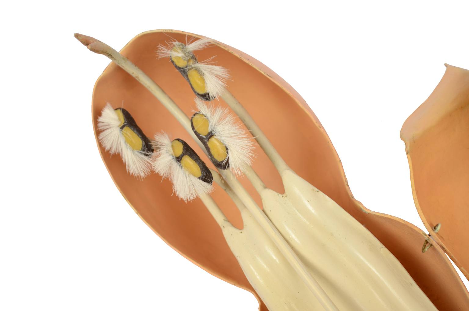 Natural history/6108-Lamium purpureum