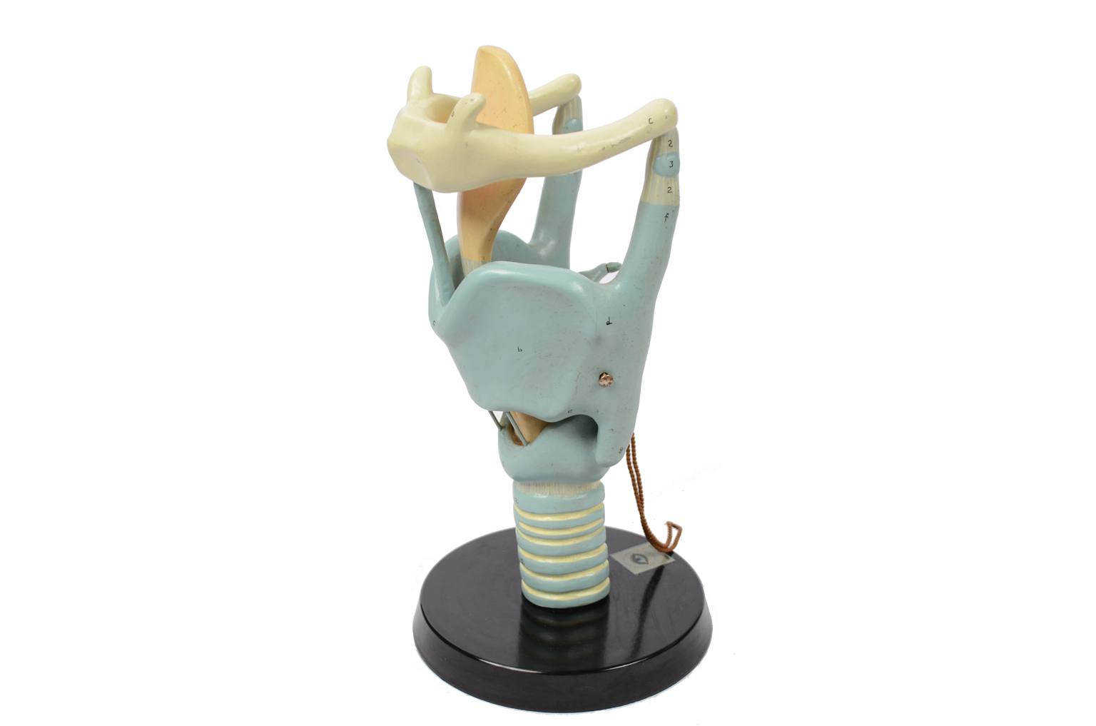 Strumenti medici d'epoca/6132-Modello trachea