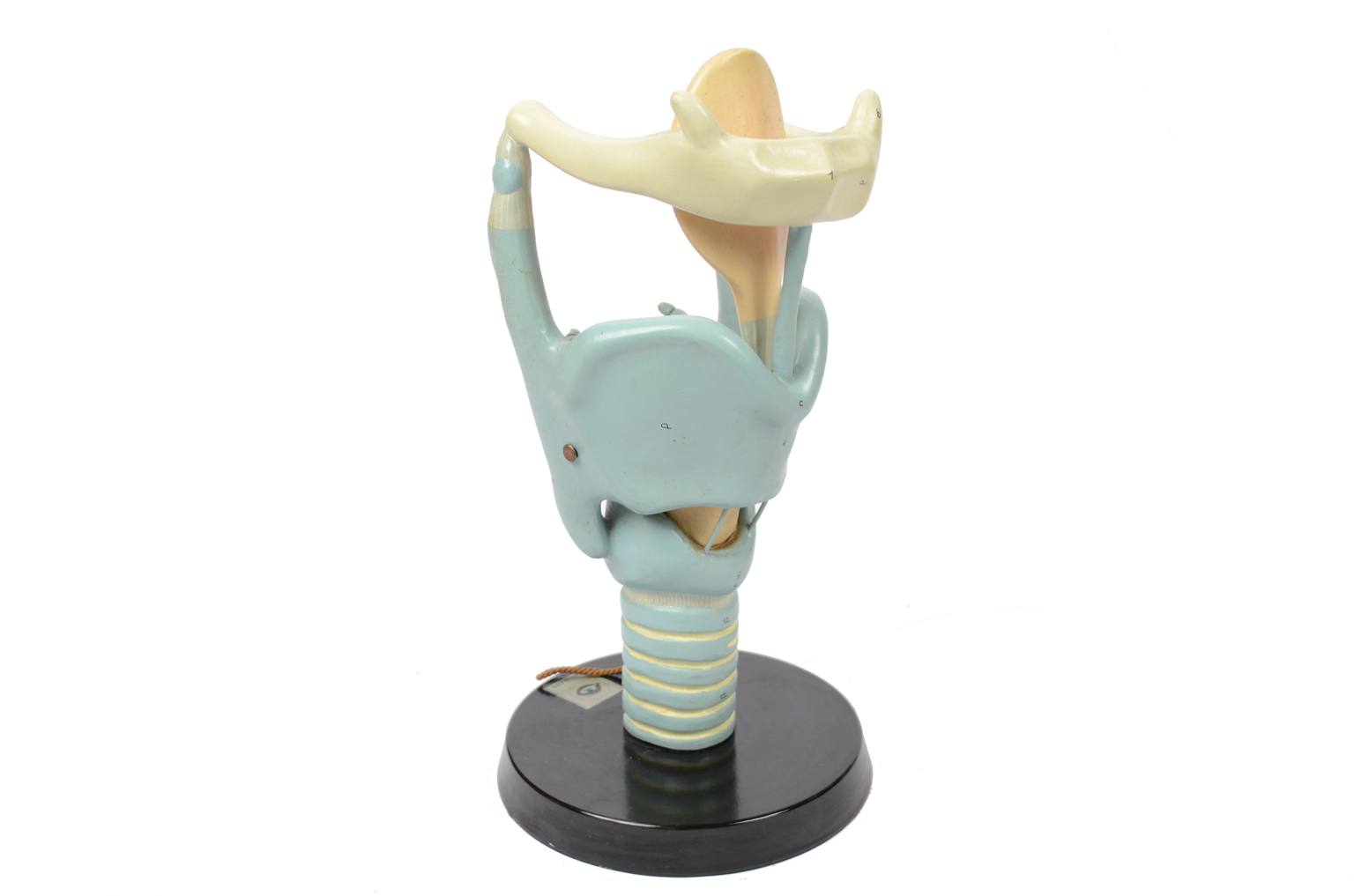 Strumenti medici d'epoca/6132-Modello trachea