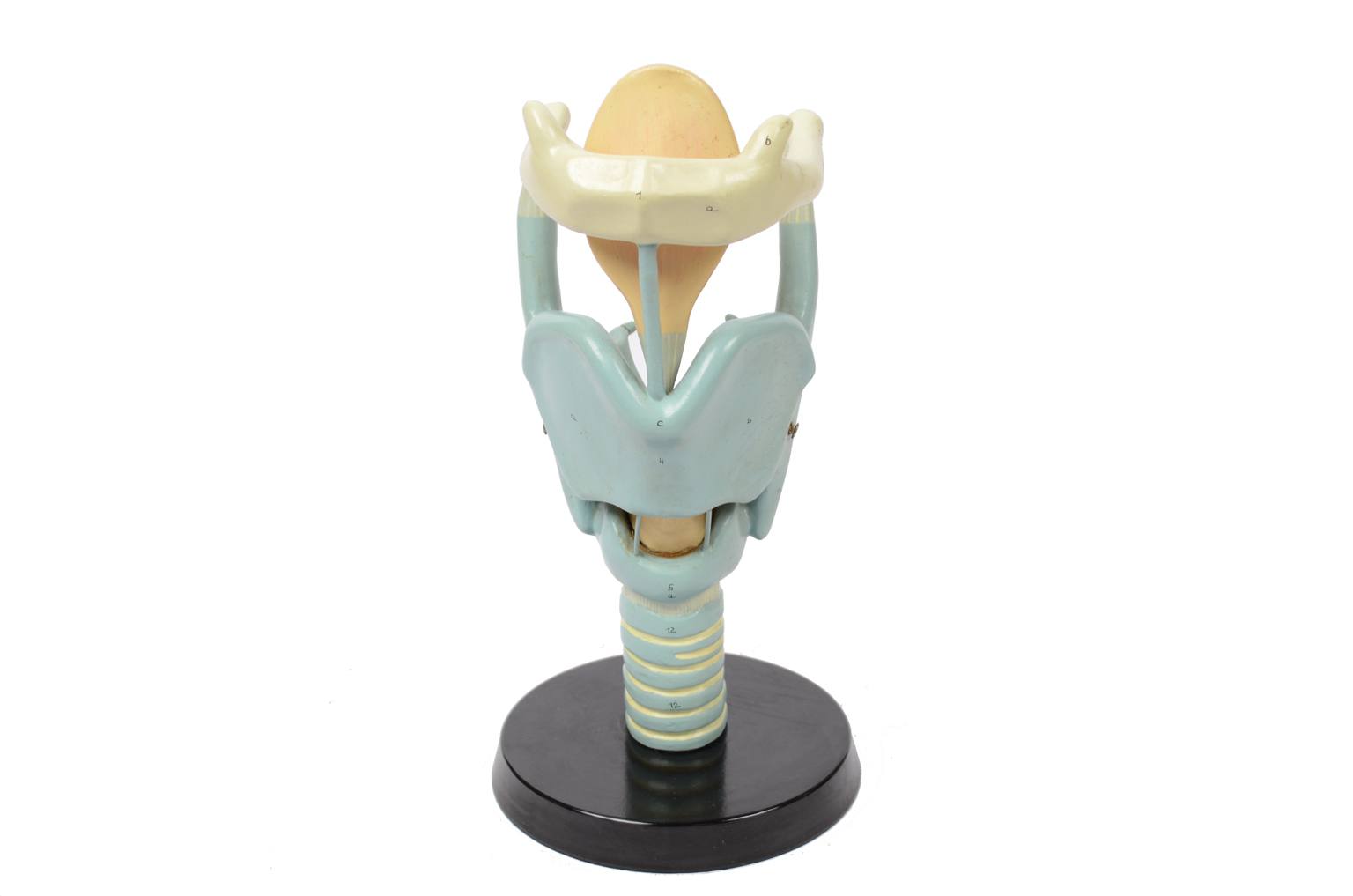 Old medical instruments/6132-Trachea model