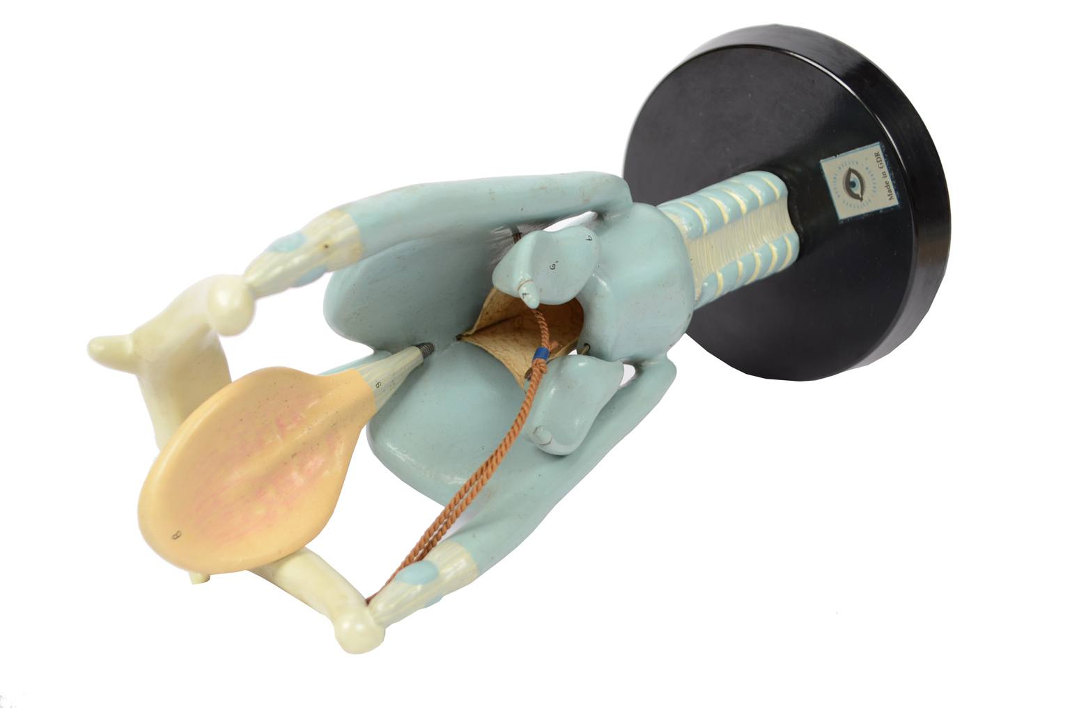 Old medical instruments/6132-Trachea model