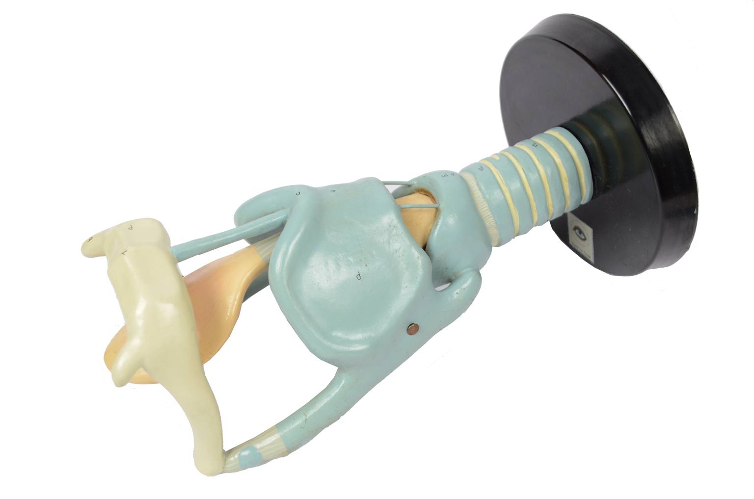 Strumenti medici d'epoca/6132-Modello trachea