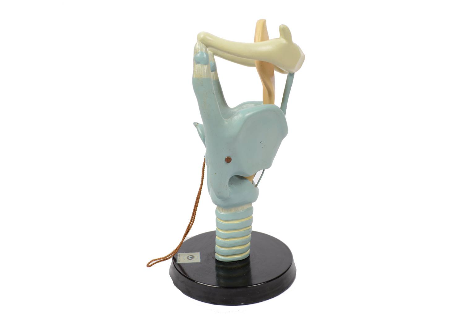 Strumenti medici d'epoca/6132-Modello trachea