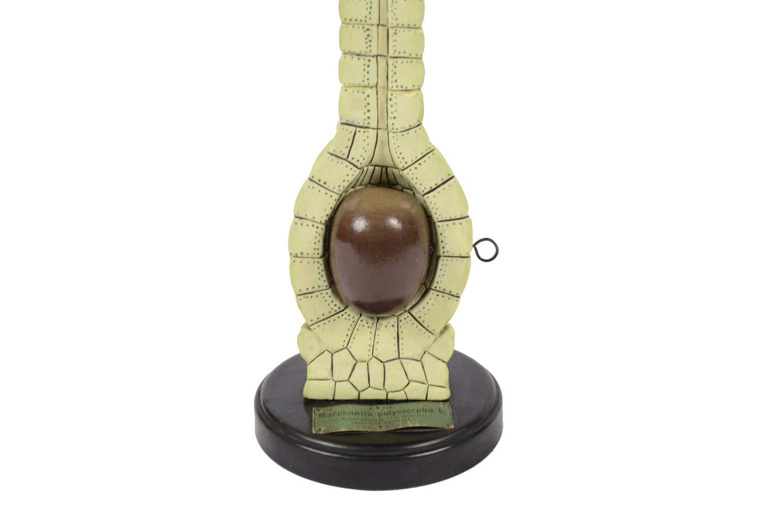 Storia naturale/6369-Modello Marchantia