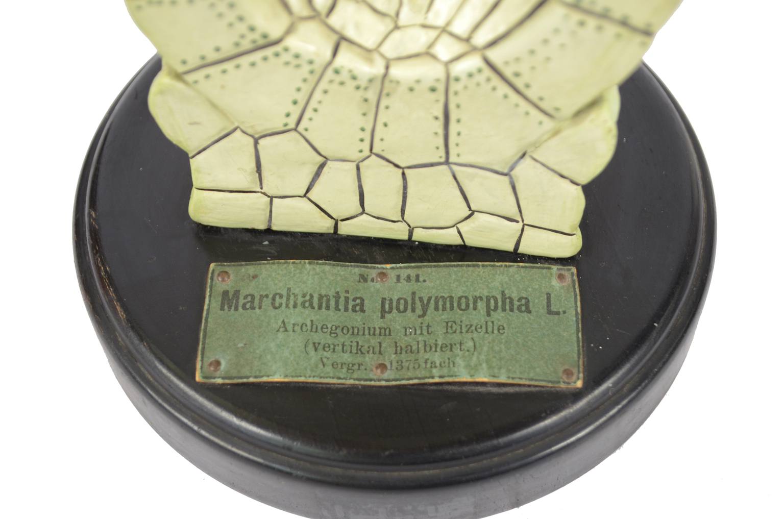 Natural history/6369-Marchantia model