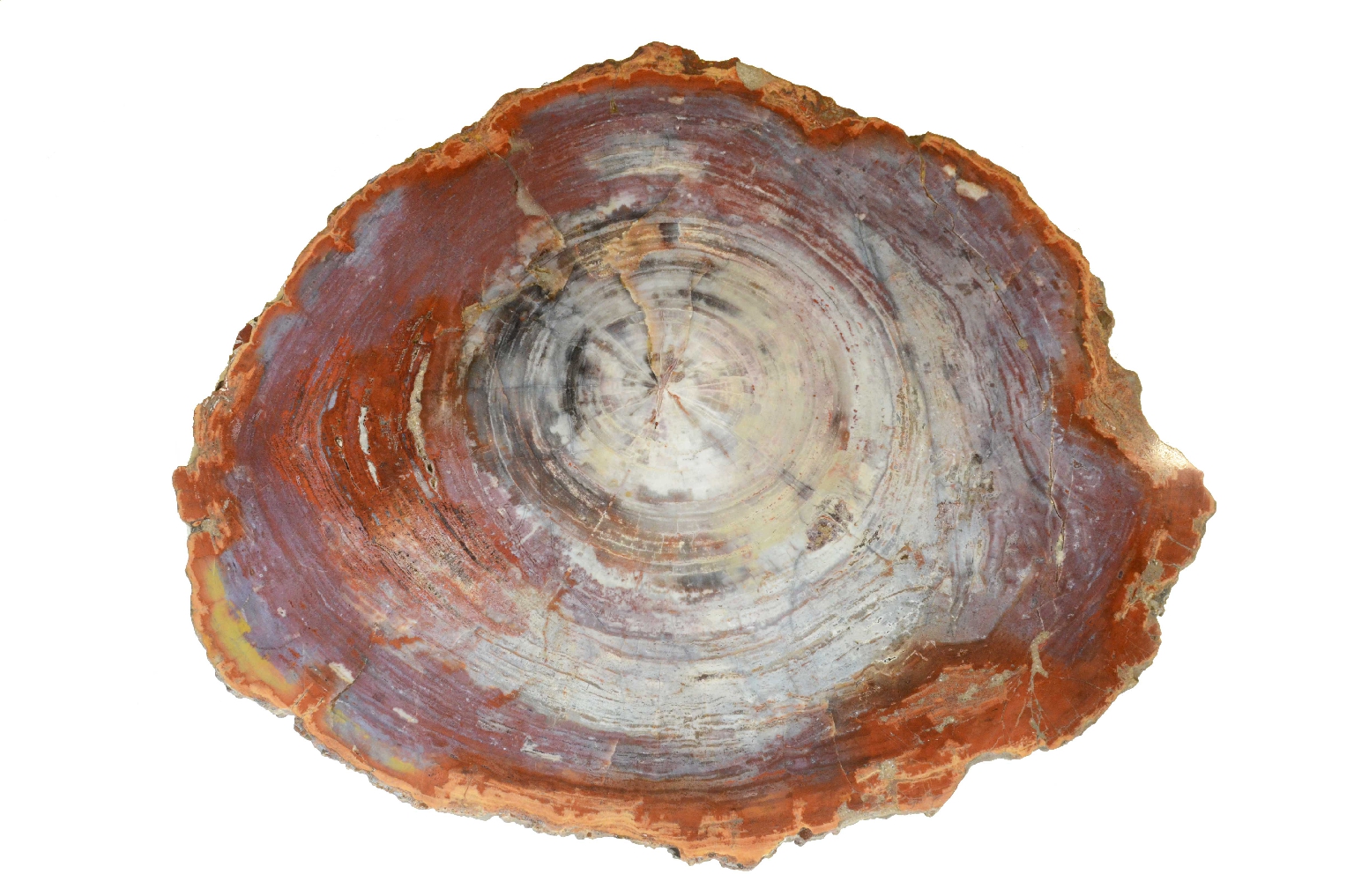 Natural history/657-Petrified Wood