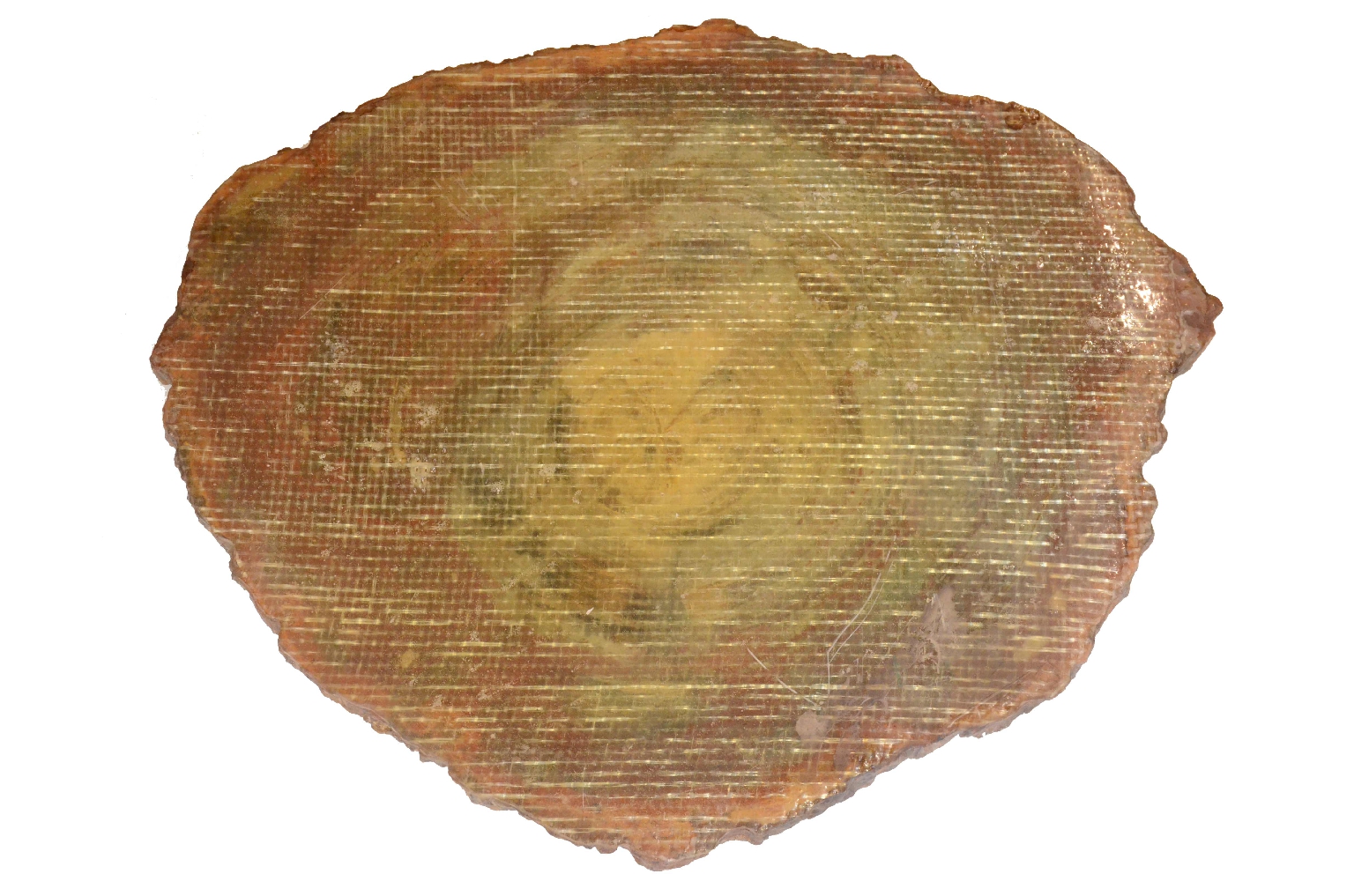Storia naturale/657-Legno Pietrificato