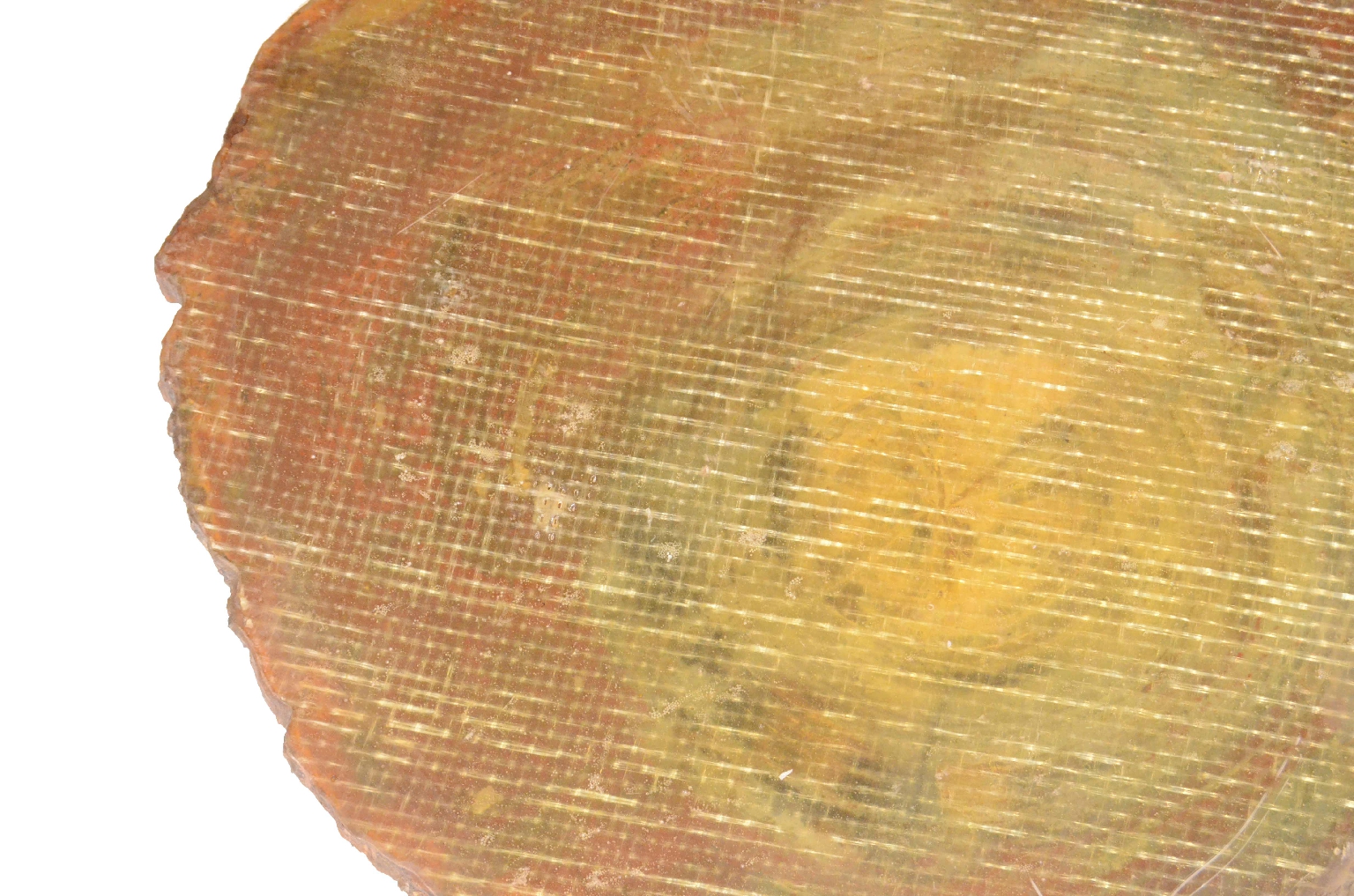 Natural history/657-Petrified Wood