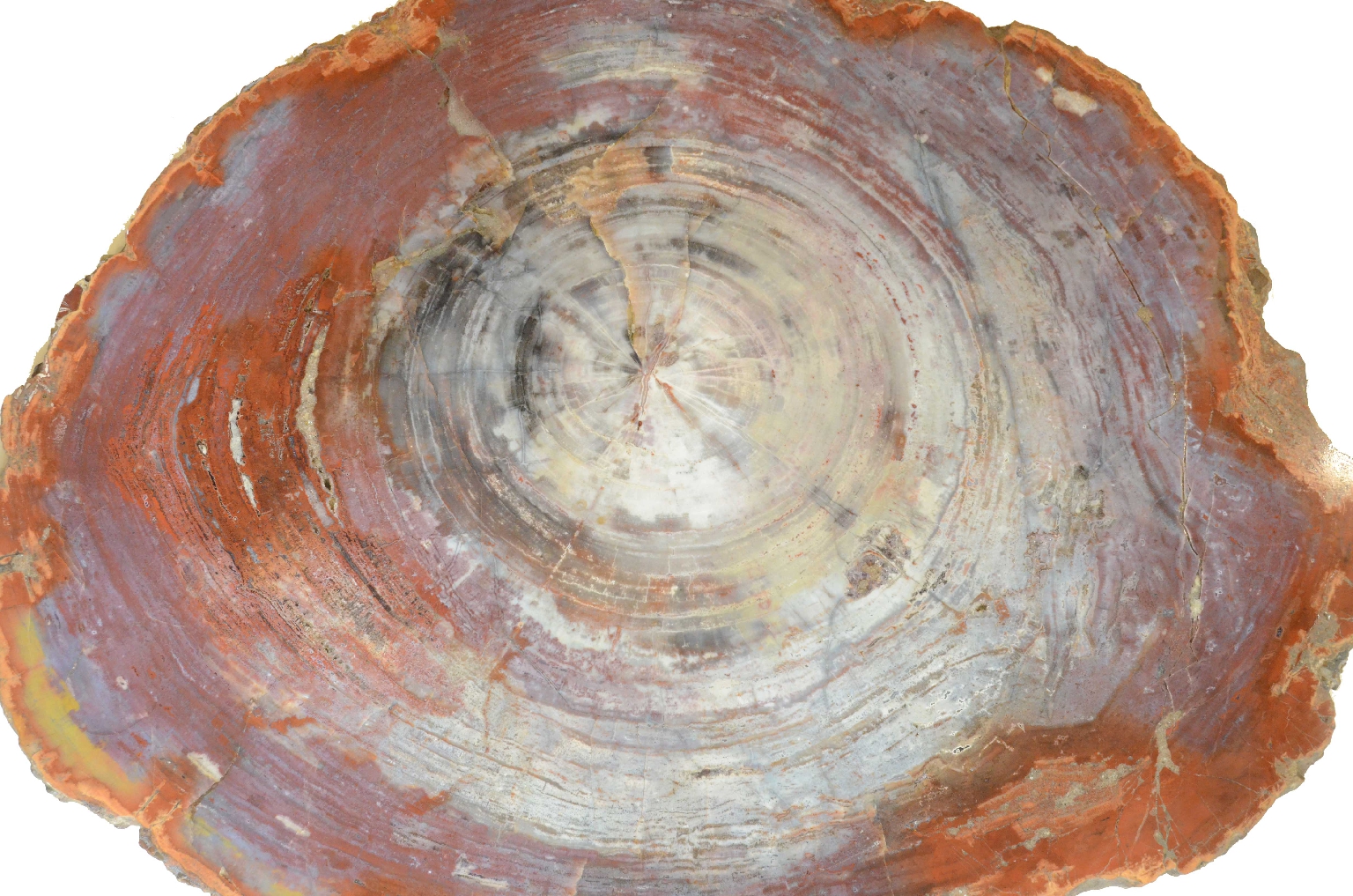 Natural history/657-Petrified Wood