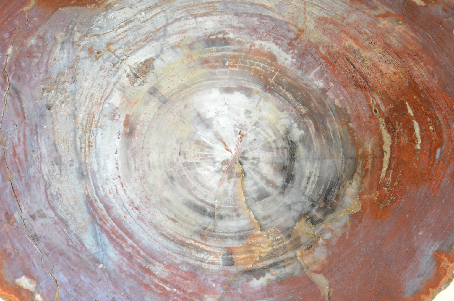 Natural history/657-Petrified Wood