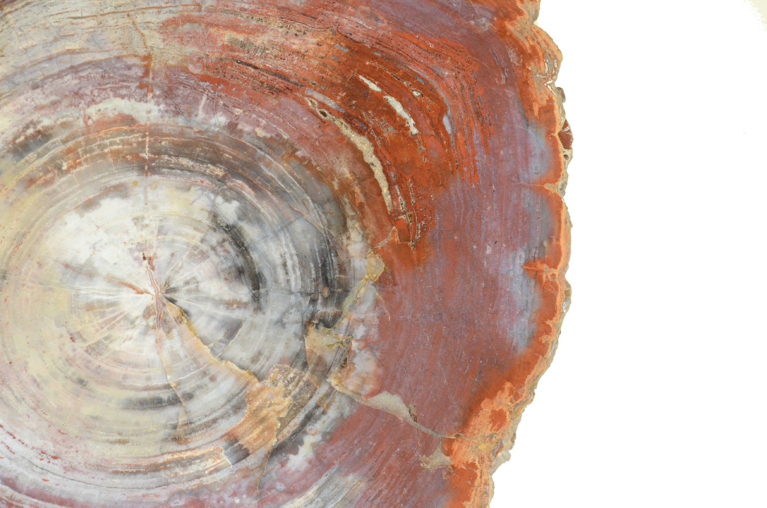 Storia naturale/657-Legno Pietrificato