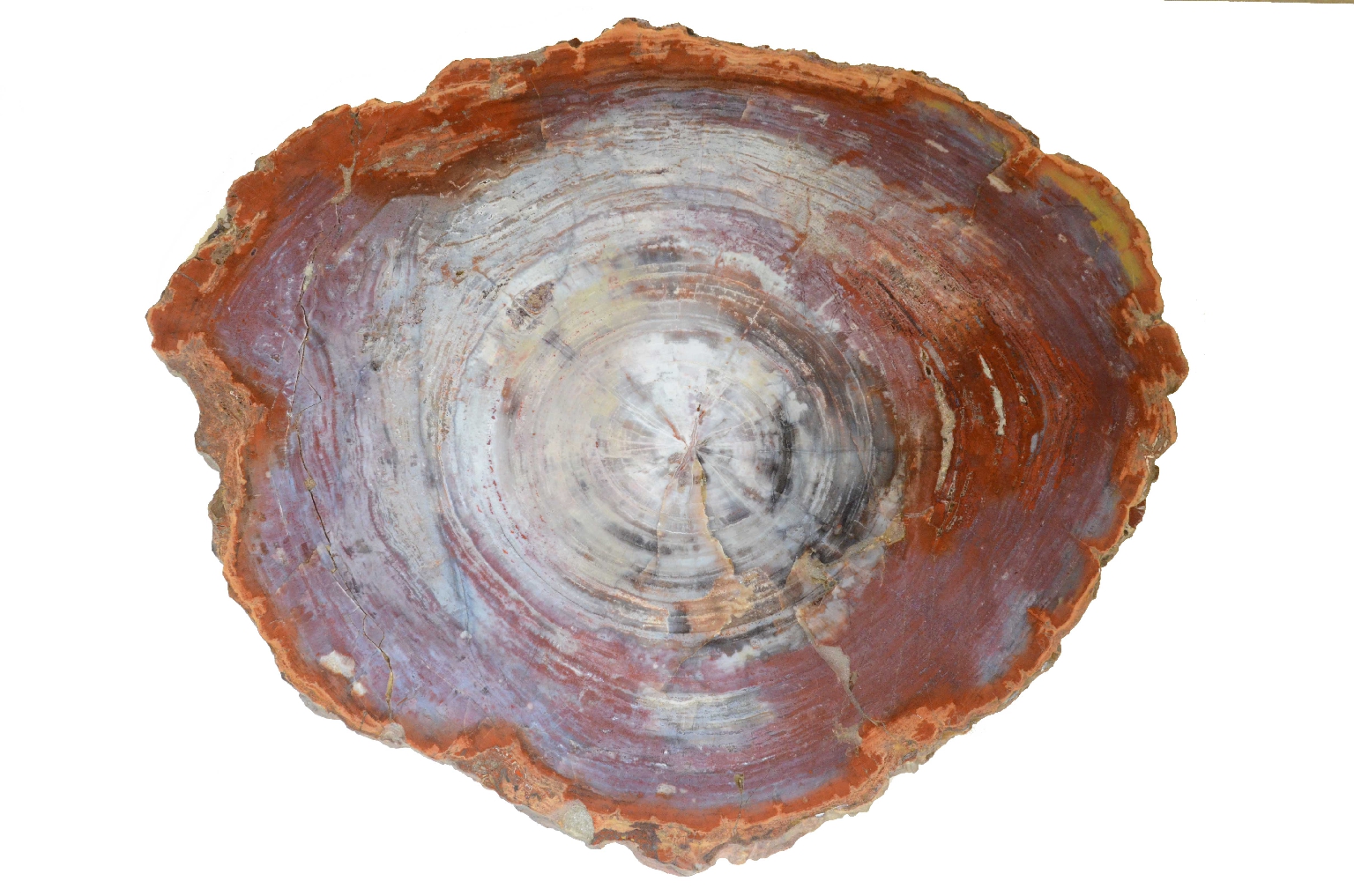 Storia naturale/657-Legno Pietrificato