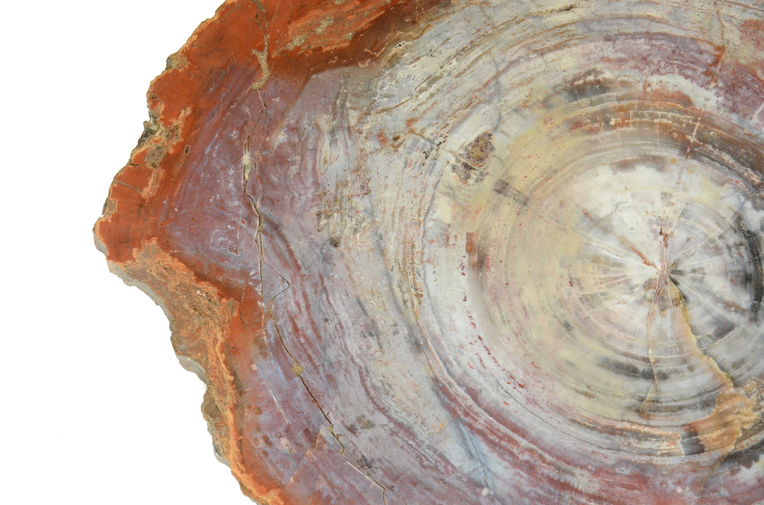 Storia naturale/657-Legno Pietrificato