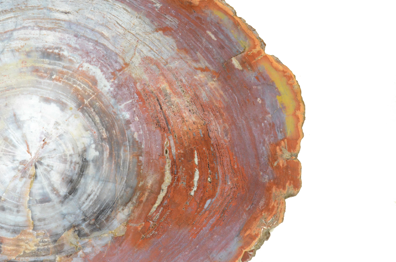 Storia naturale/657-Legno Pietrificato