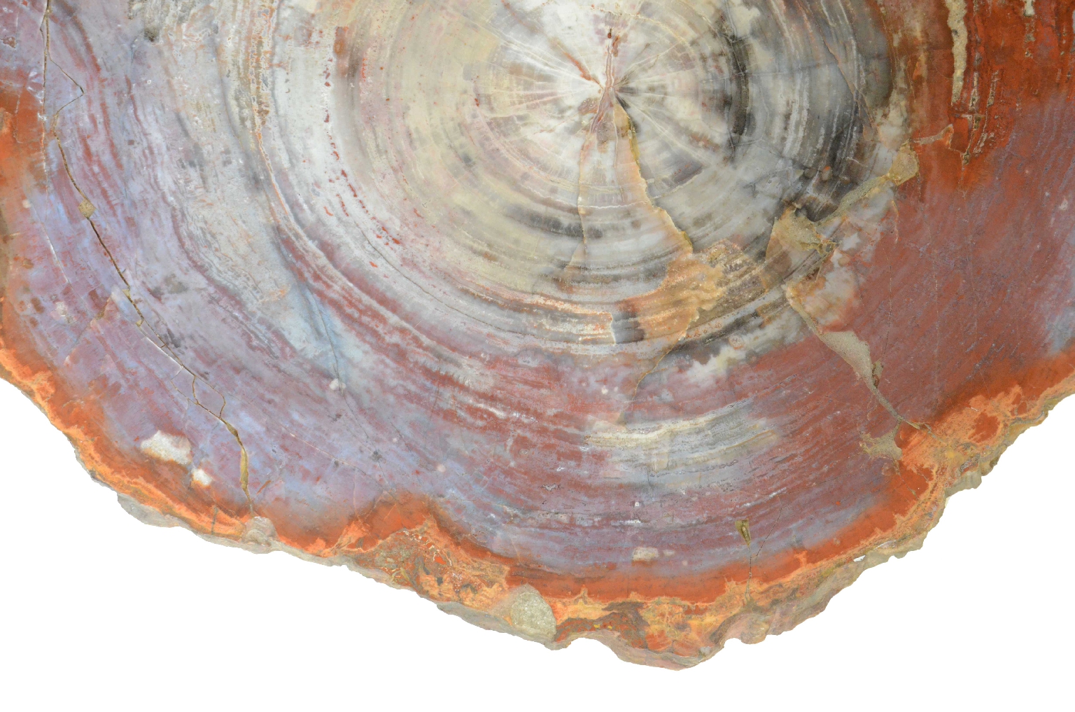 Natural history/657-Petrified Wood