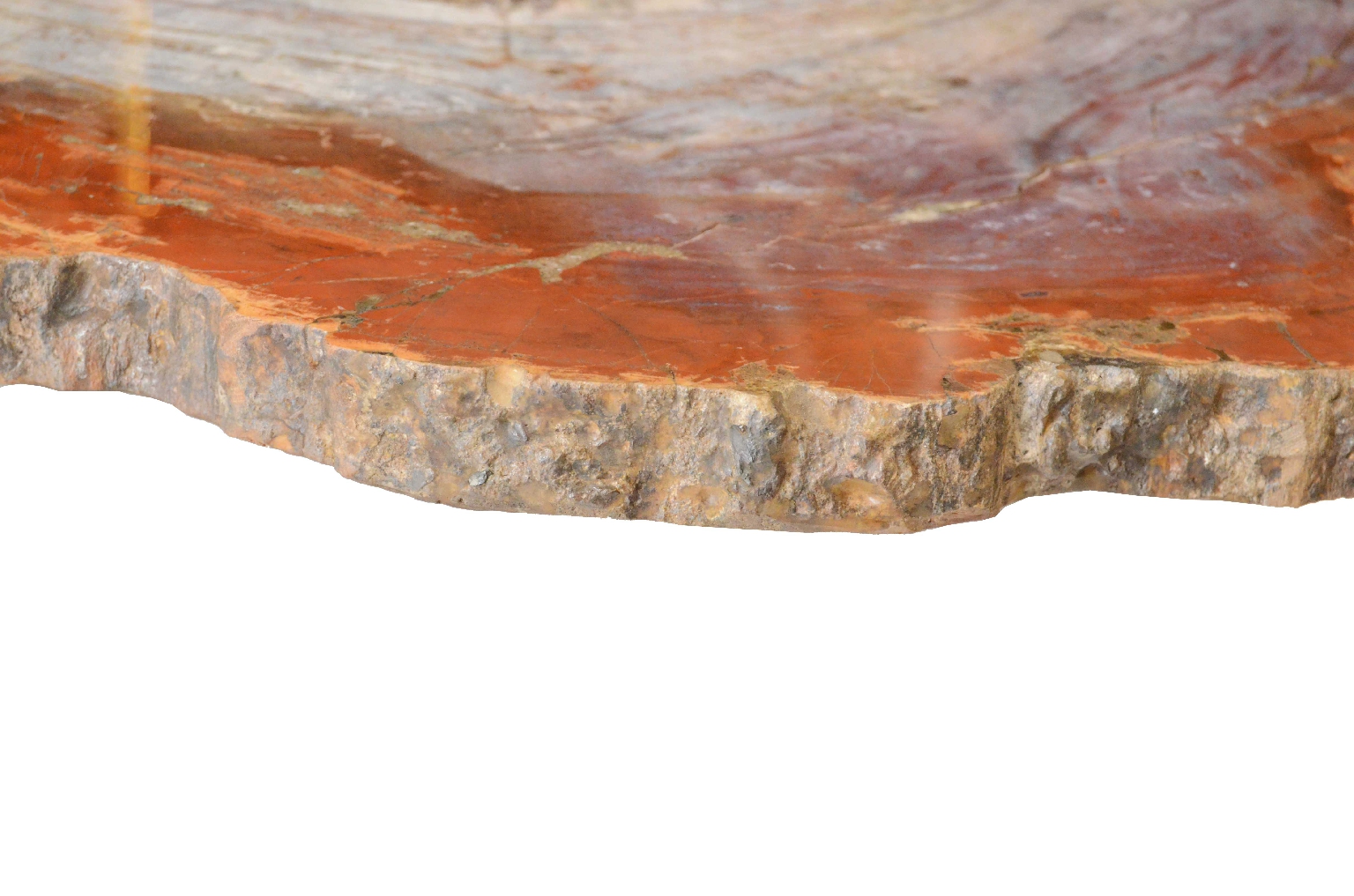 Storia naturale/657-Legno Pietrificato