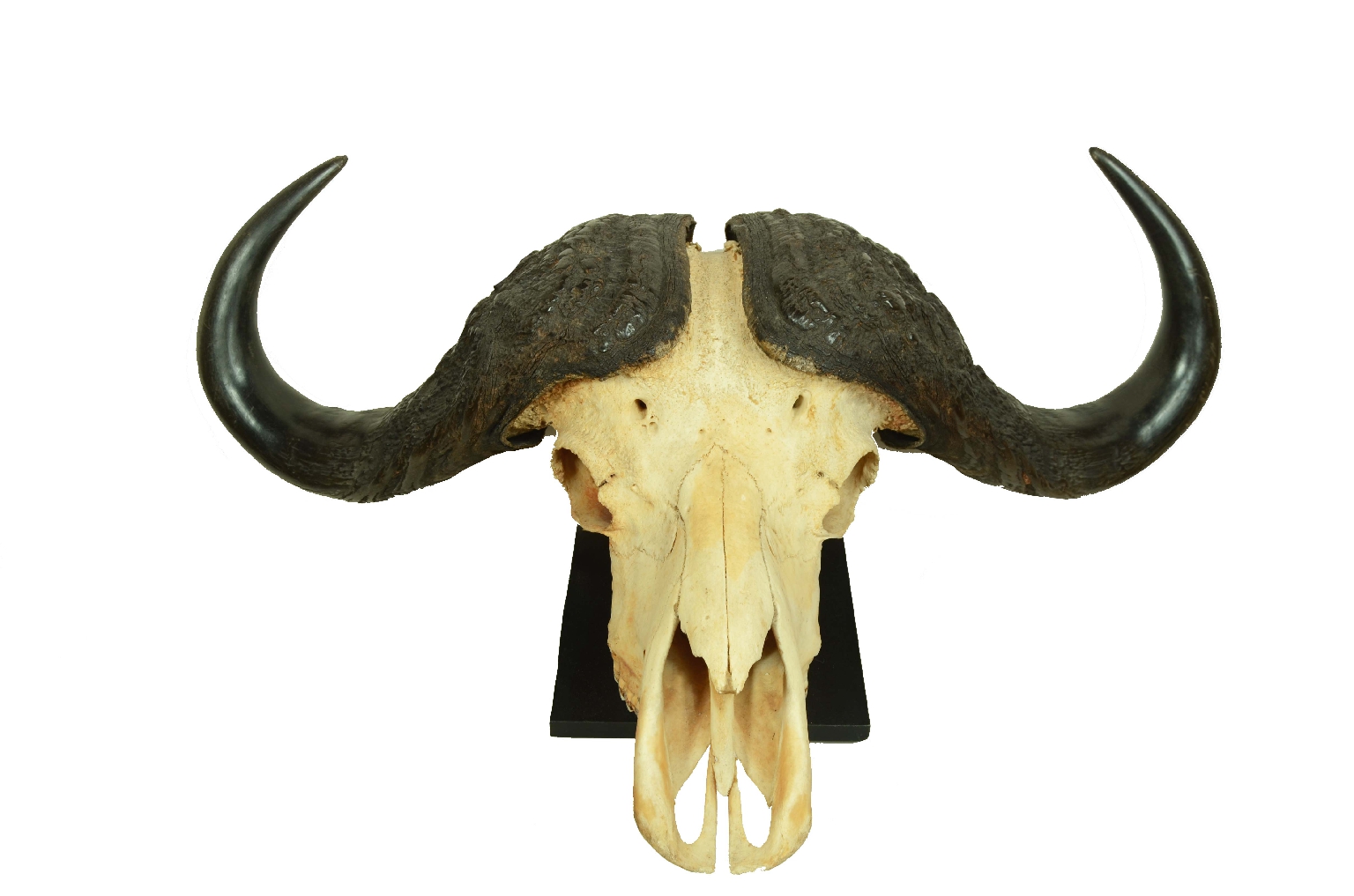 Natural history/698-Skull African Buffalo