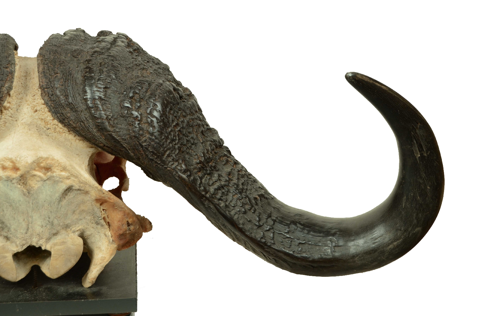 Storia naturale/698-Teschio Bufalo Africano