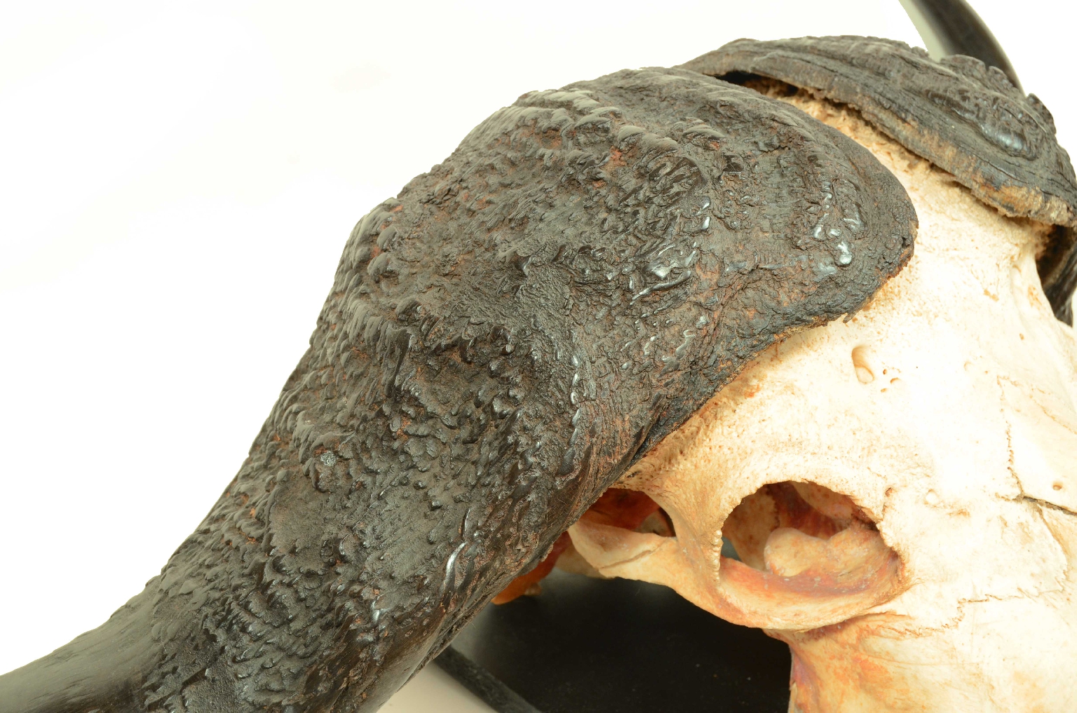 Natural history/698-Skull African Buffalo