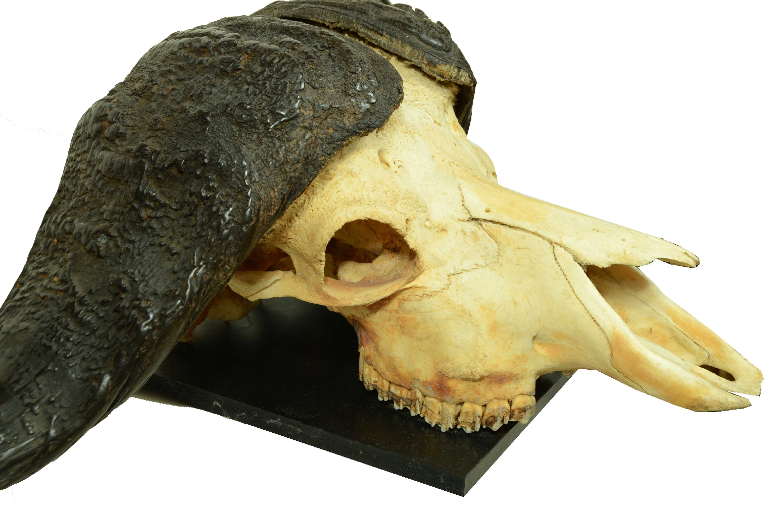 Natural history/698-Skull African Buffalo