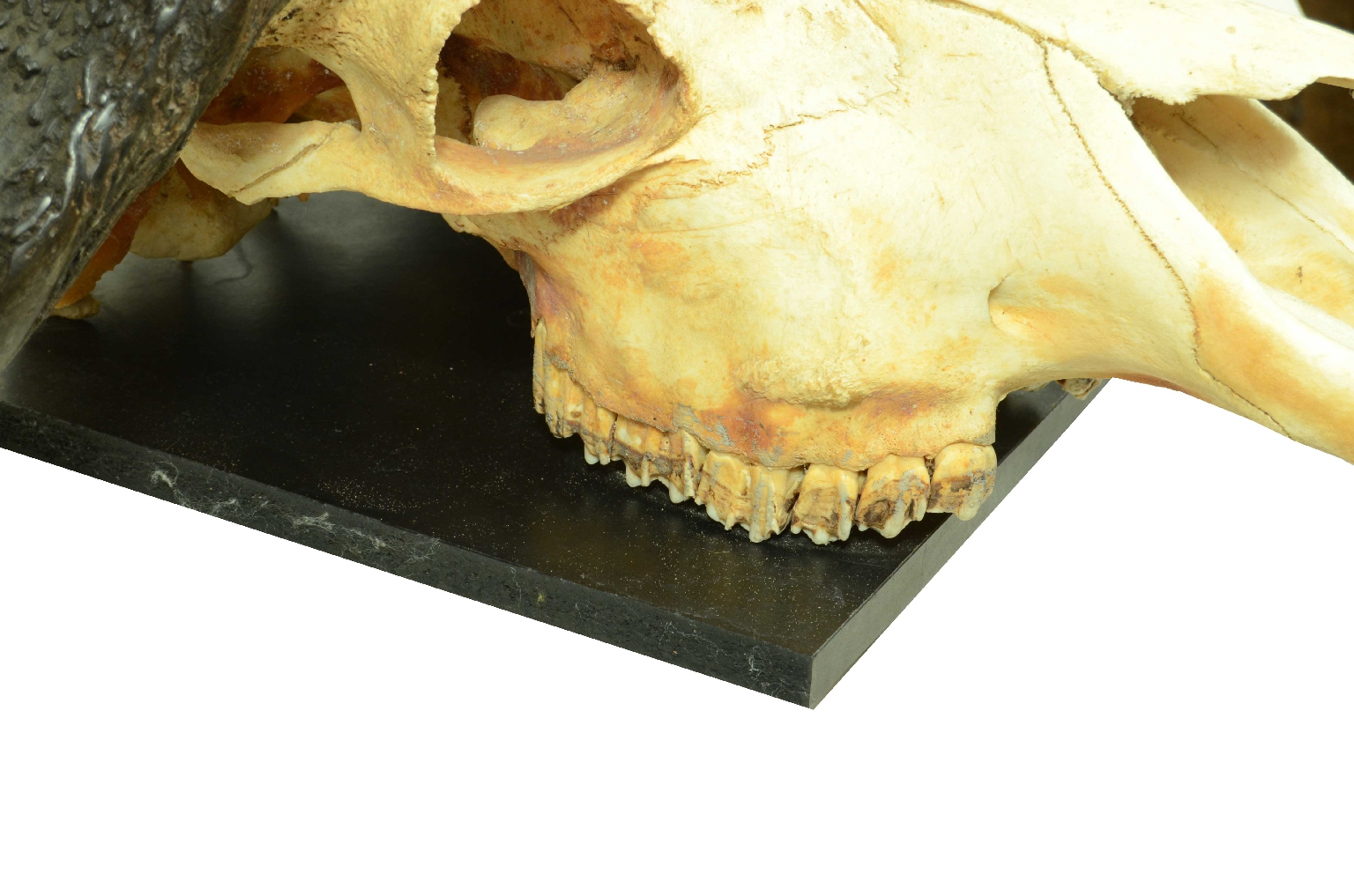 Natural history/698-Skull African Buffalo