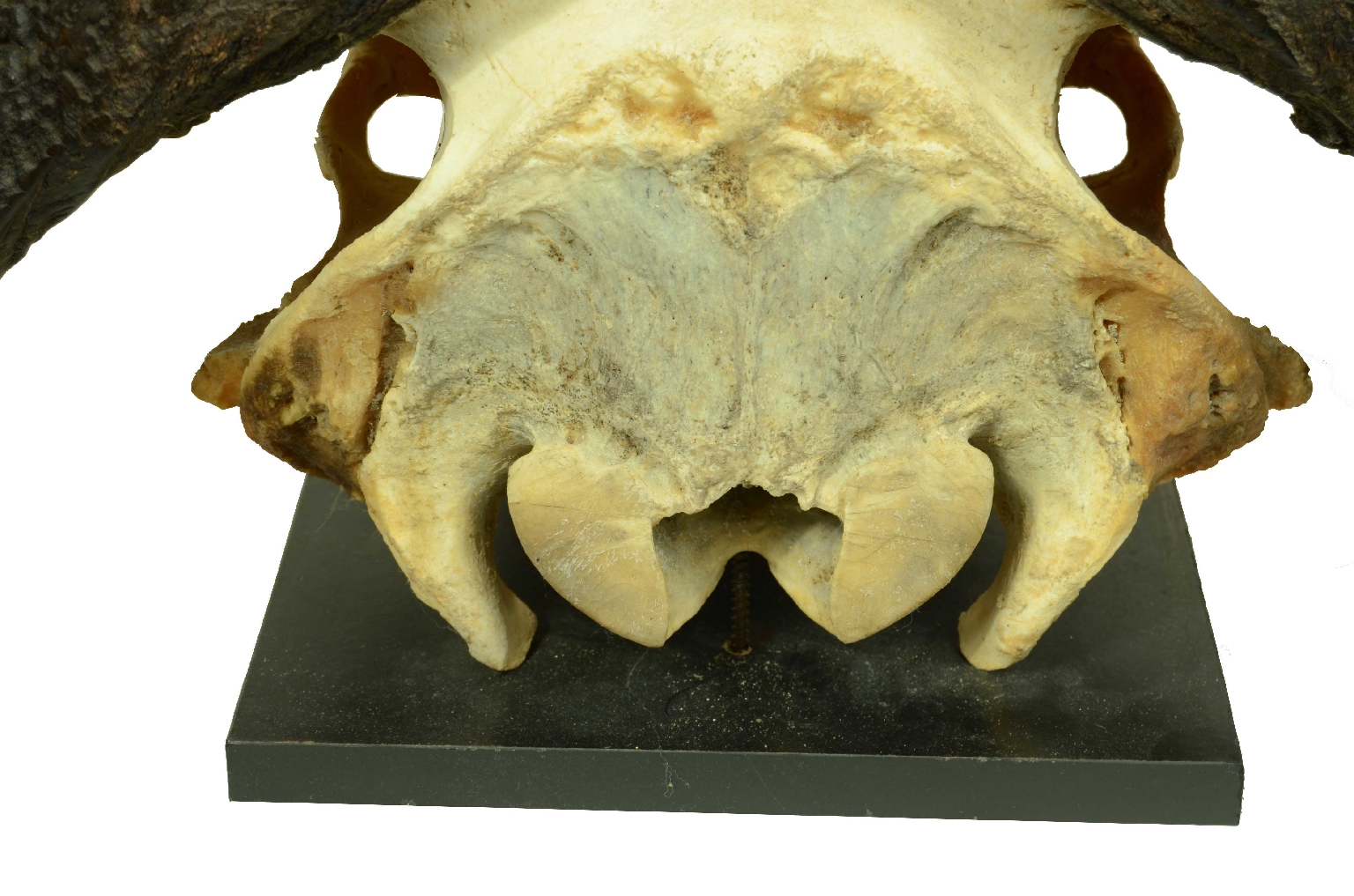 Natural history/698-Skull African Buffalo