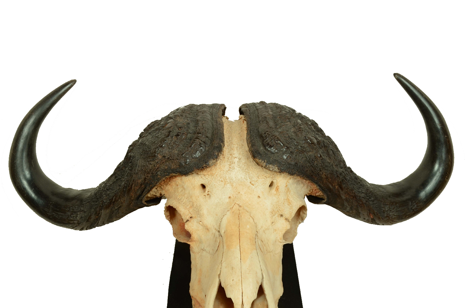 Natural history/698-Skull African Buffalo