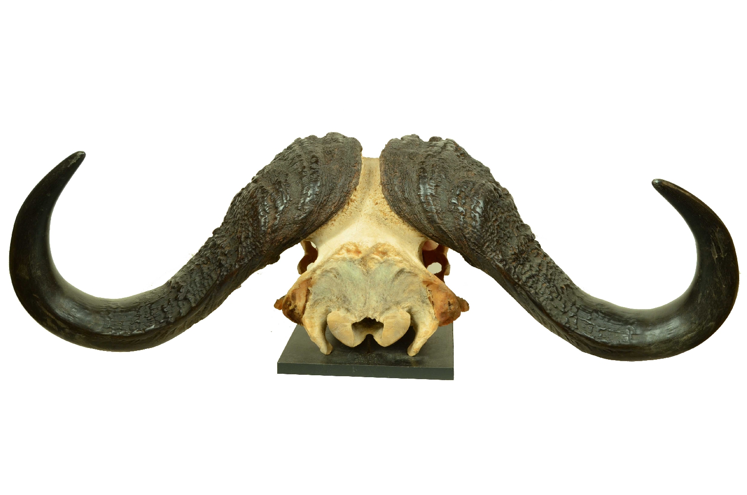 Natural history/698-Skull African Buffalo