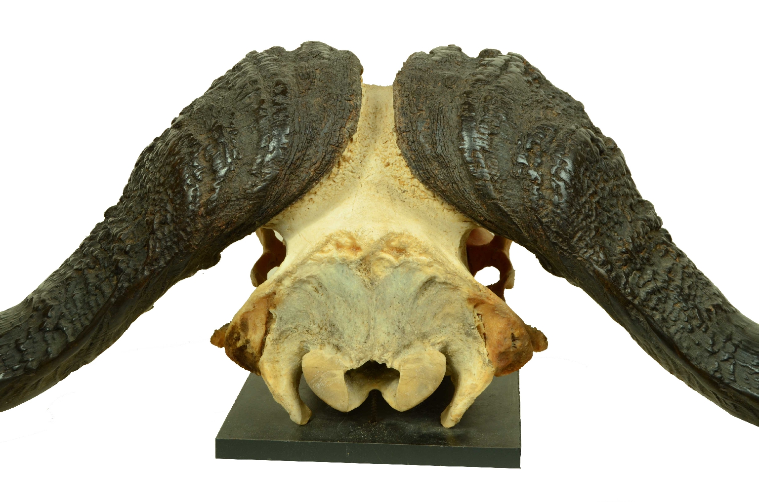 Natural history/698-Skull African Buffalo