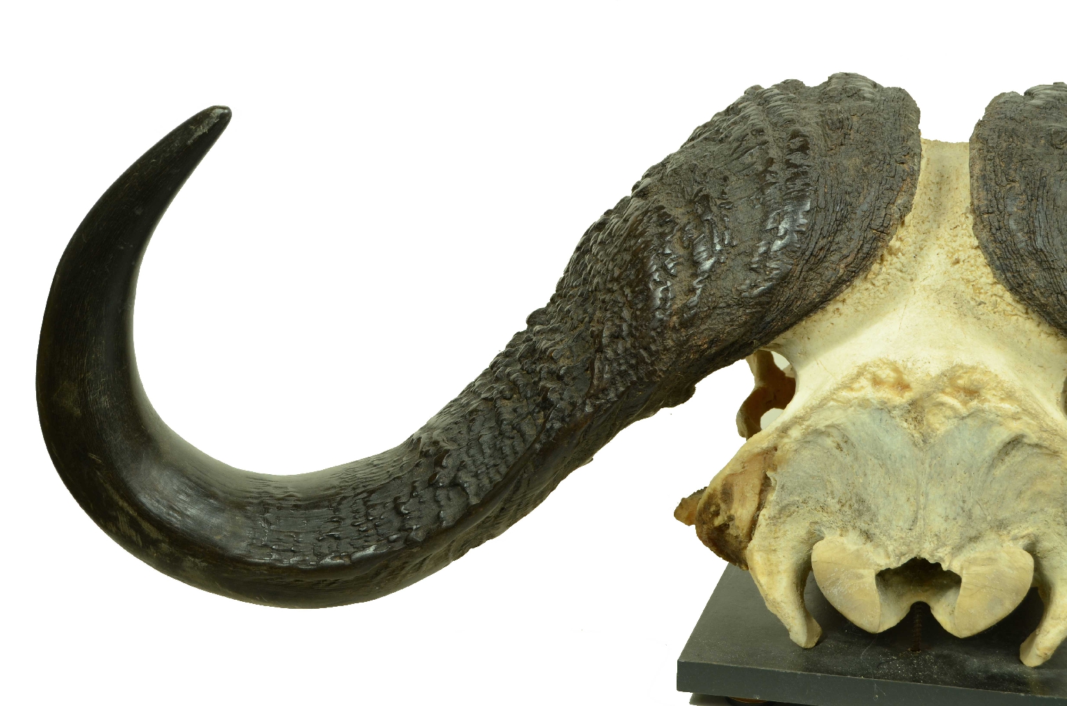 Natural history/698-Skull African Buffalo