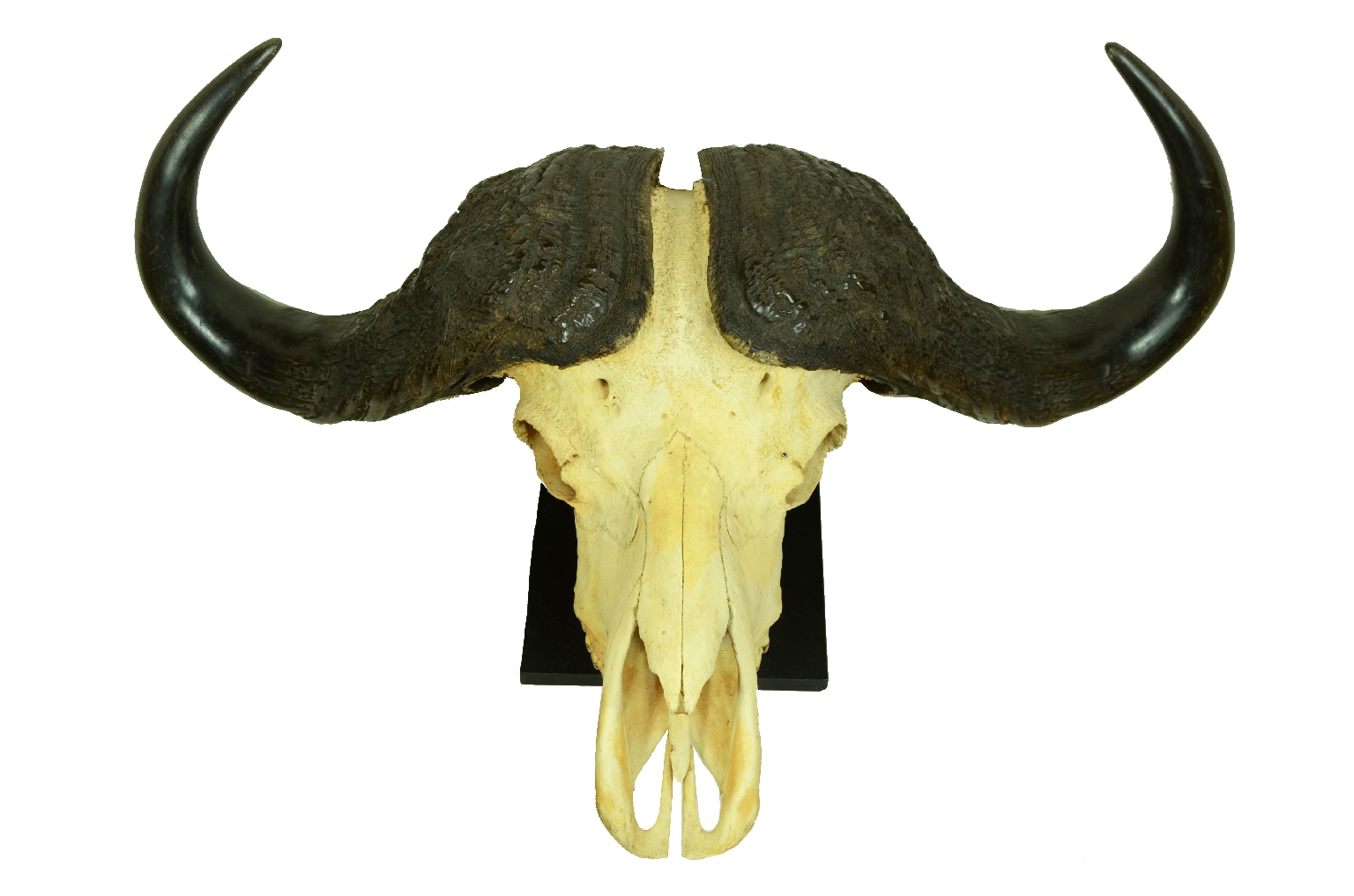Natural history/698-Skull African Buffalo