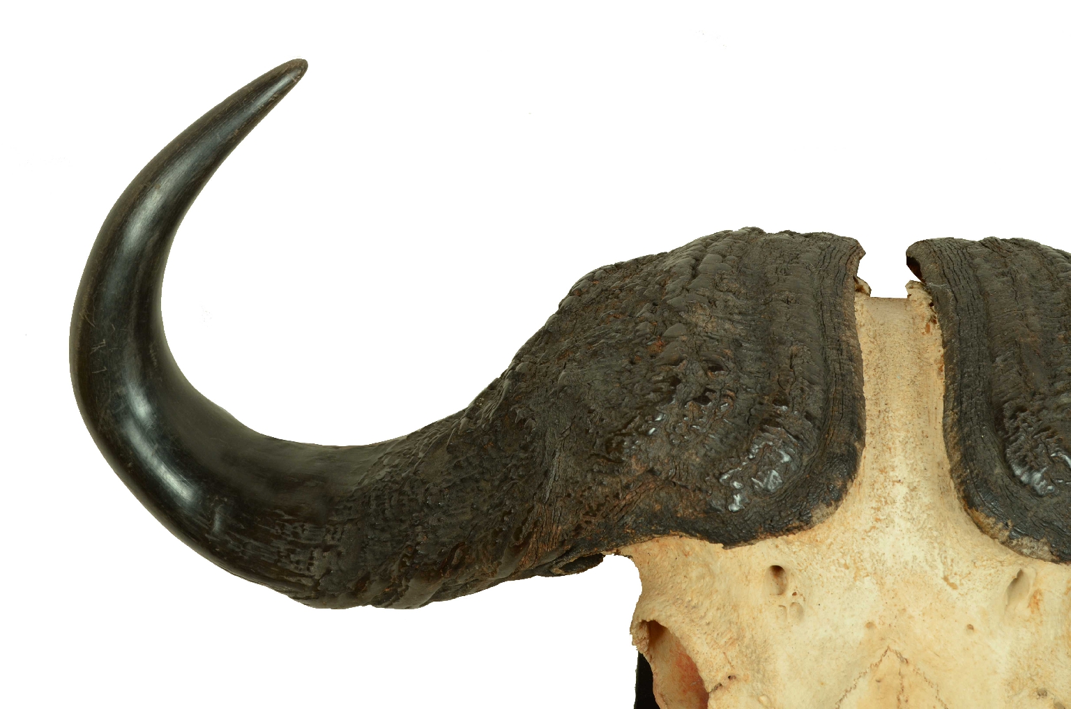 Storia naturale/698-Teschio Bufalo Africano