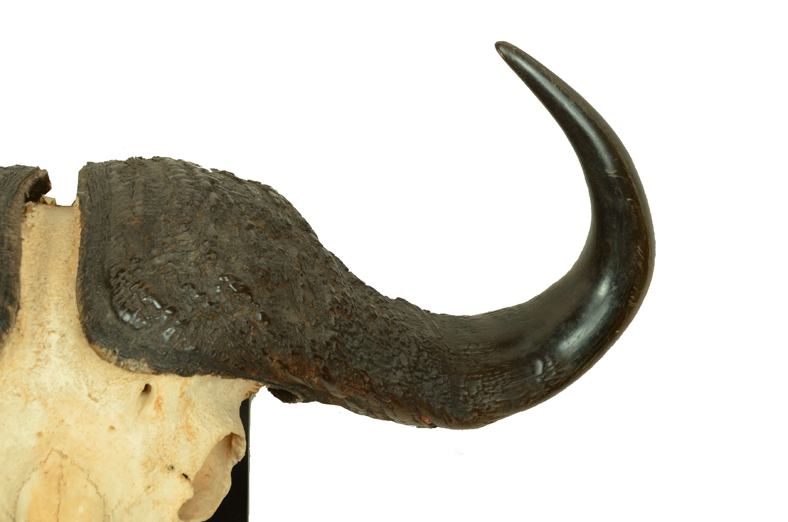 Natural history/698-Skull African Buffalo